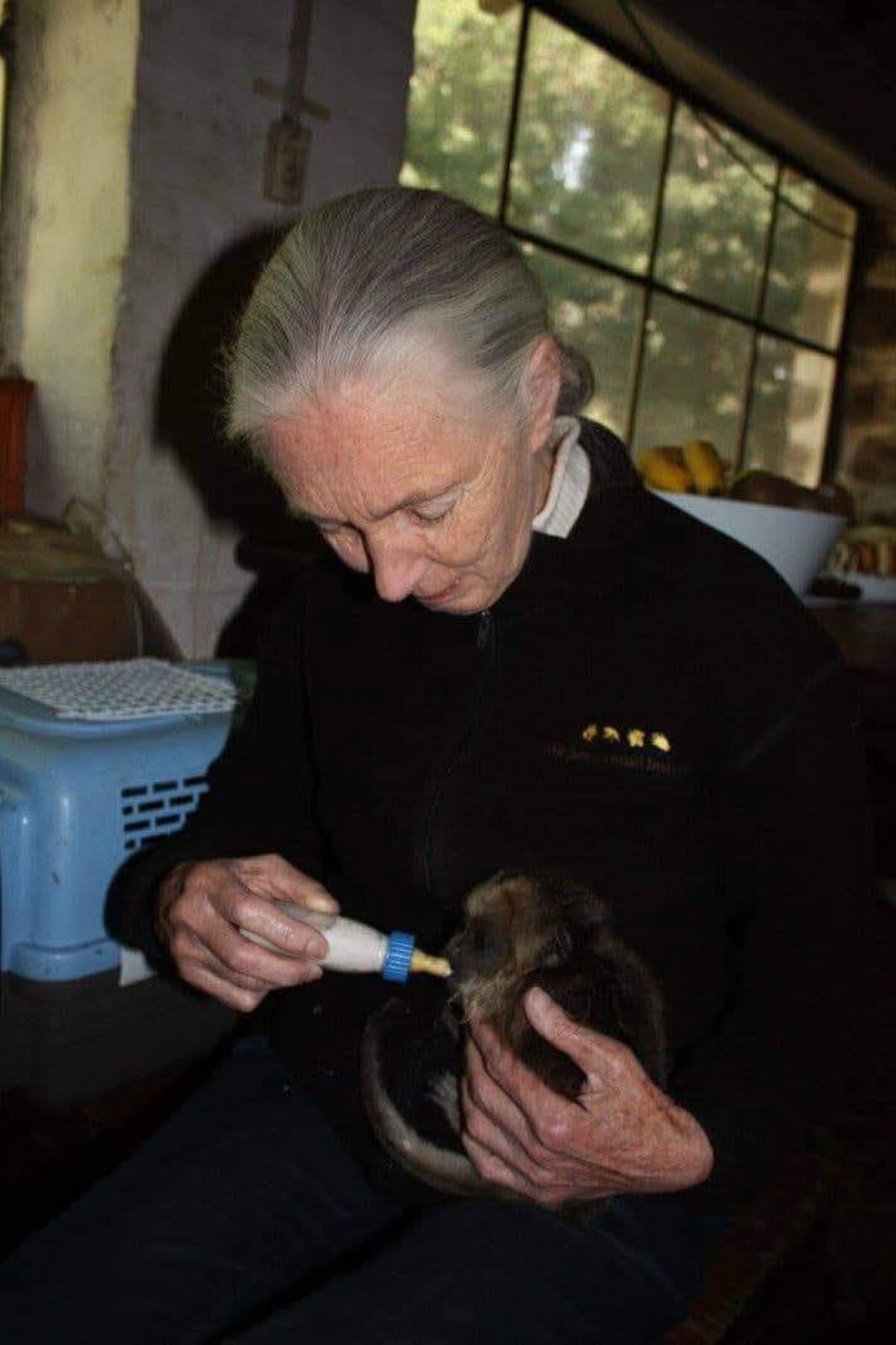 Jane dando la mamadera a un mono. (Proyecto Carayá)