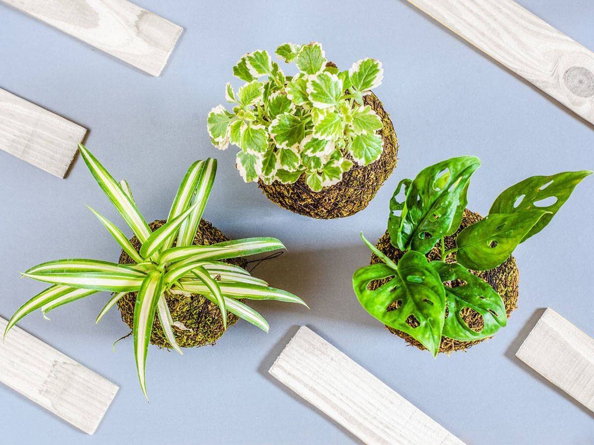 Kokedamas: el paso a paso para crear plantas artesanales sin macetas en solo 15 minutos