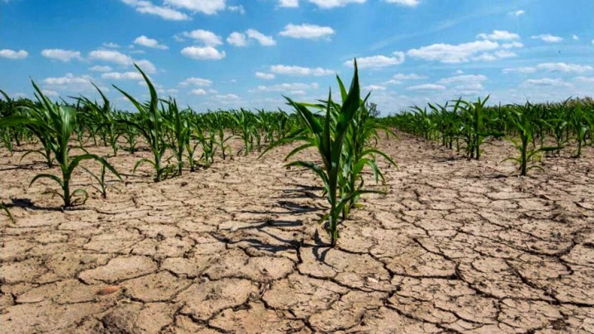 Subió el porcentaje de la tajada de la renta agrícola que se queda el Estado. (La Voz)