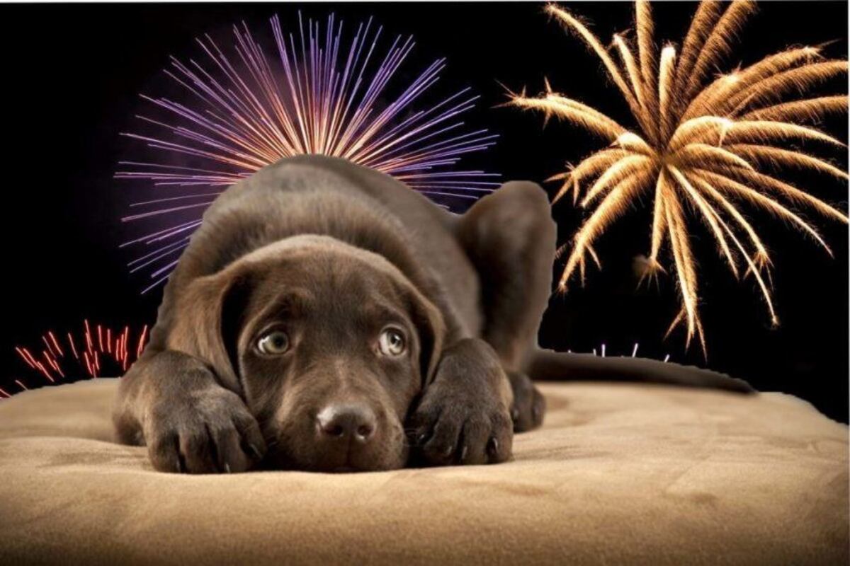 Pirotecnia en Año Nuevo: los canales de YouTube que ayudan a calmar a perros y gatos