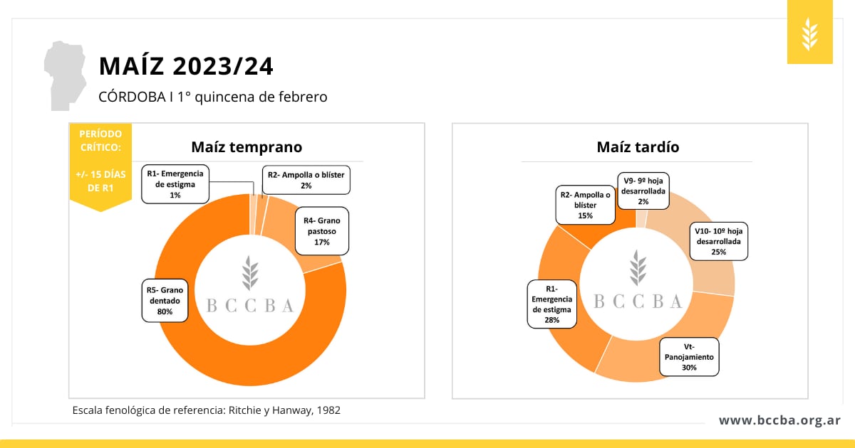 Gráfico BCCBA