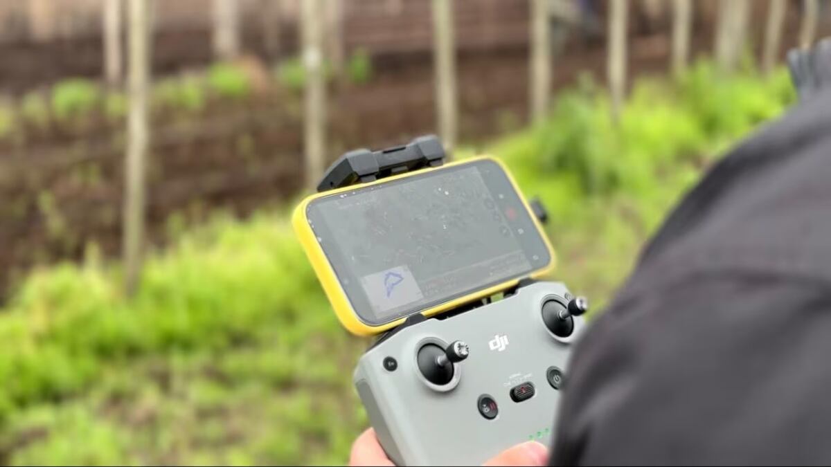 TECNOLOGÍA. Ganader IA, la plataforma uruguaya que usa drones e inteligencia artificial para pesar y contar hacienda sin moverla. (Gentileza)