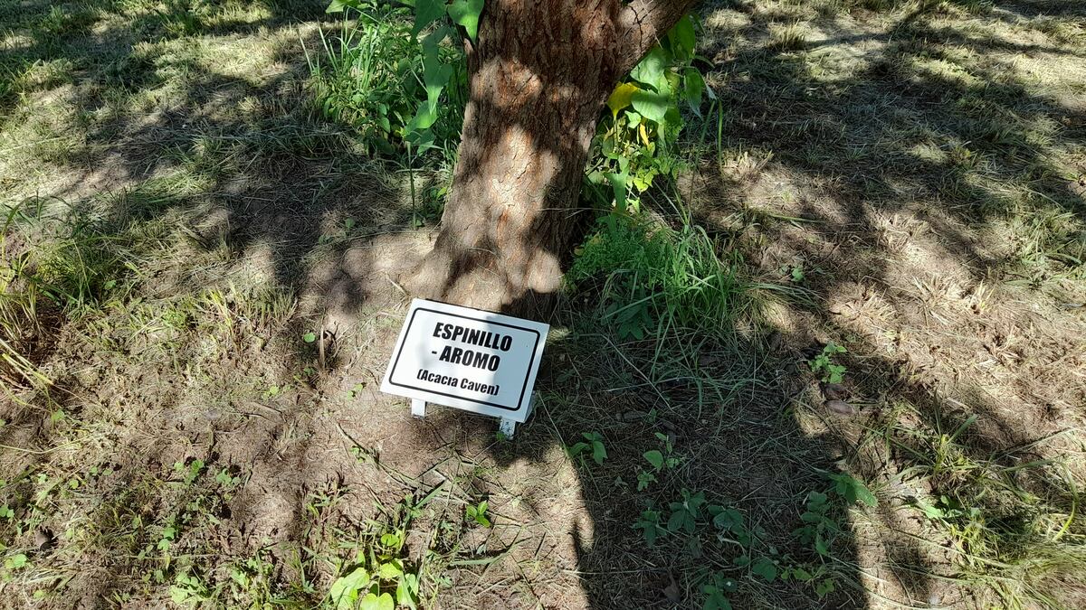 El bosque nativo recreado dentro del área urbana de San Francisco. (Gentileza)