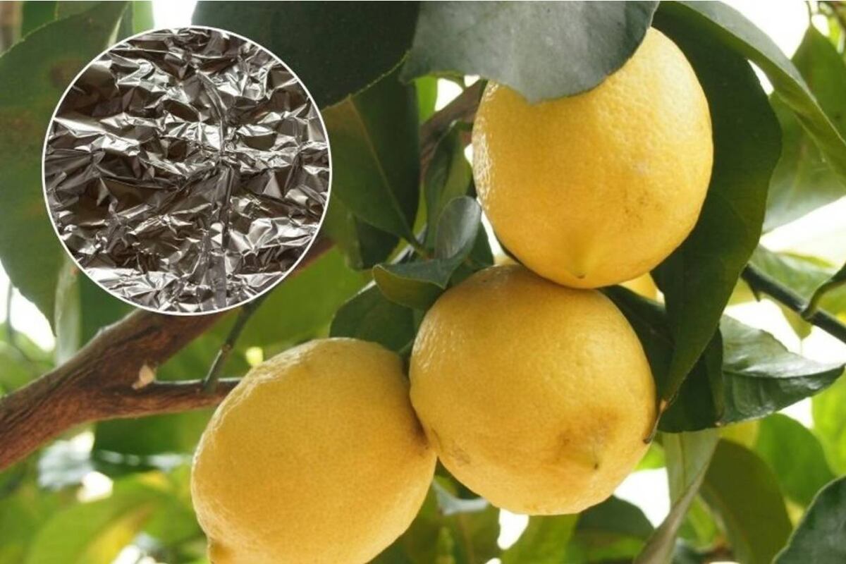 Por qué recomiendan envolver el limonero con papel de aluminio y qué beneficios tiene