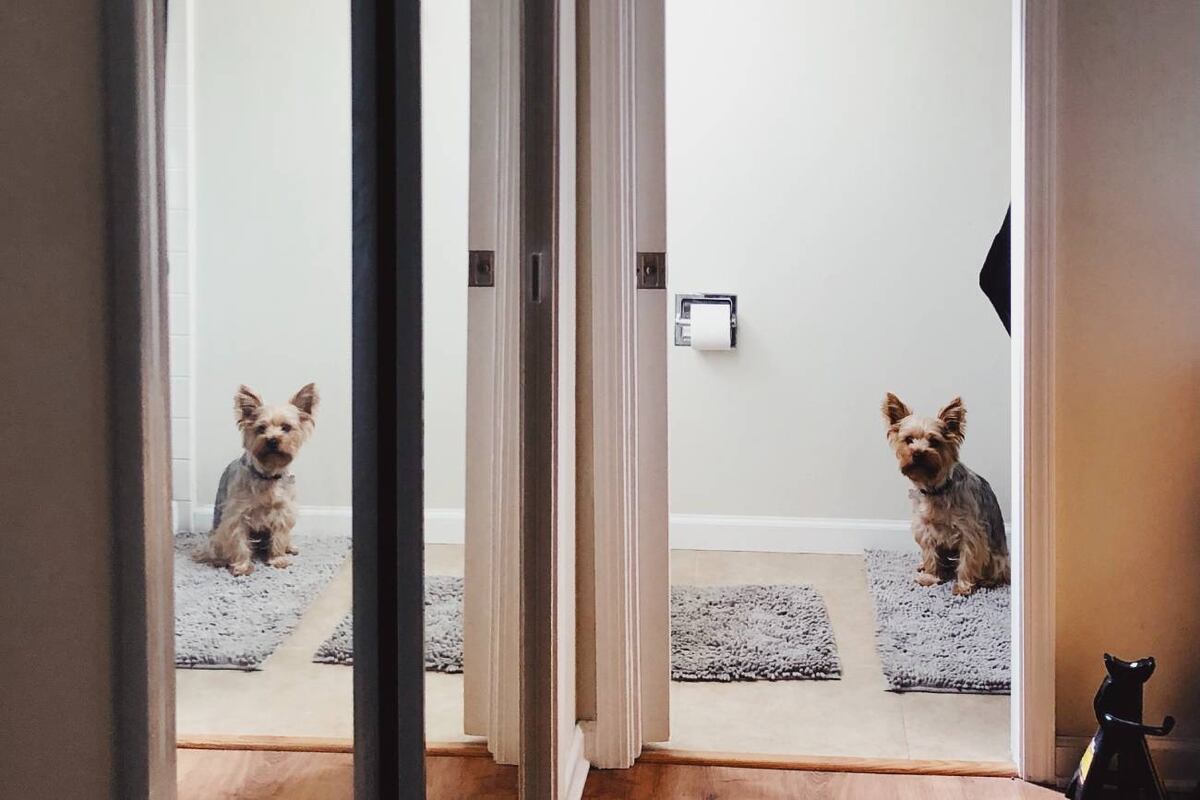 Los tres motivos por los que tu perro te acompaña al baño (y a todos lados)