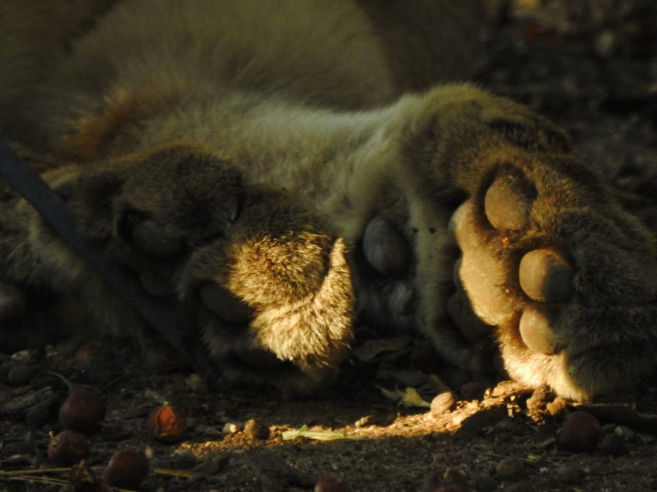 Puma en San Marcos Sierras. (Policía Ambiental)
