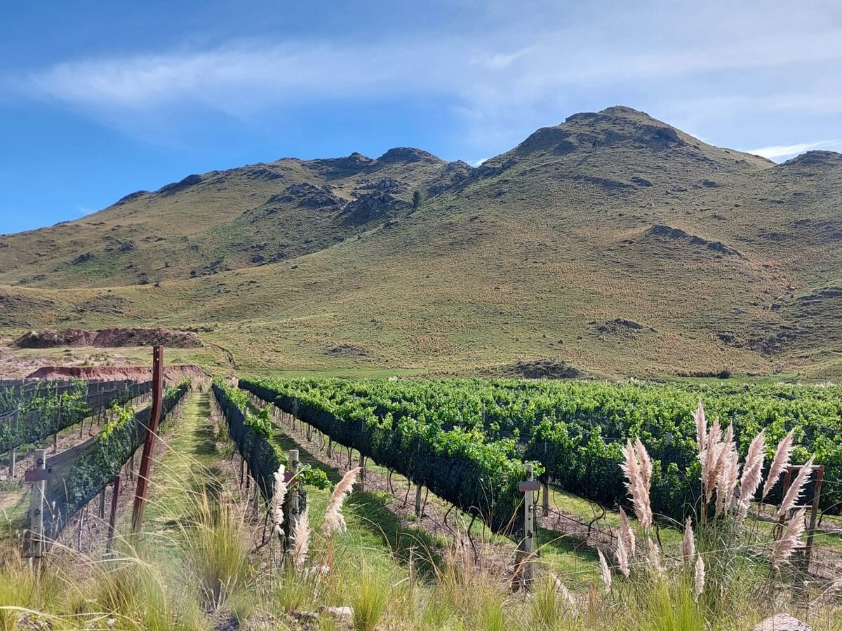 ALMA MINERA. El viñedo desarrollado en una mina de fluorita, en el Valle de Calamuchita. (Gentileza)