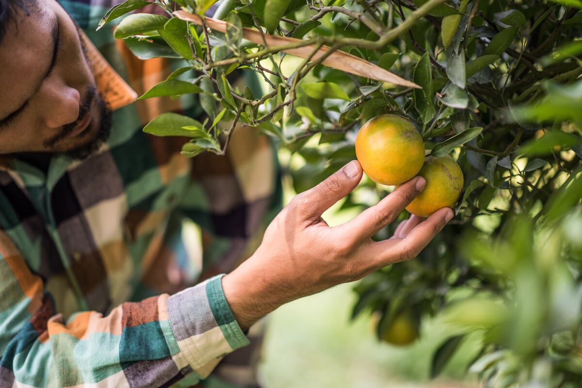 El truco casero con vinagre que hace que tu limonero dé frutos más grandes y jugosos