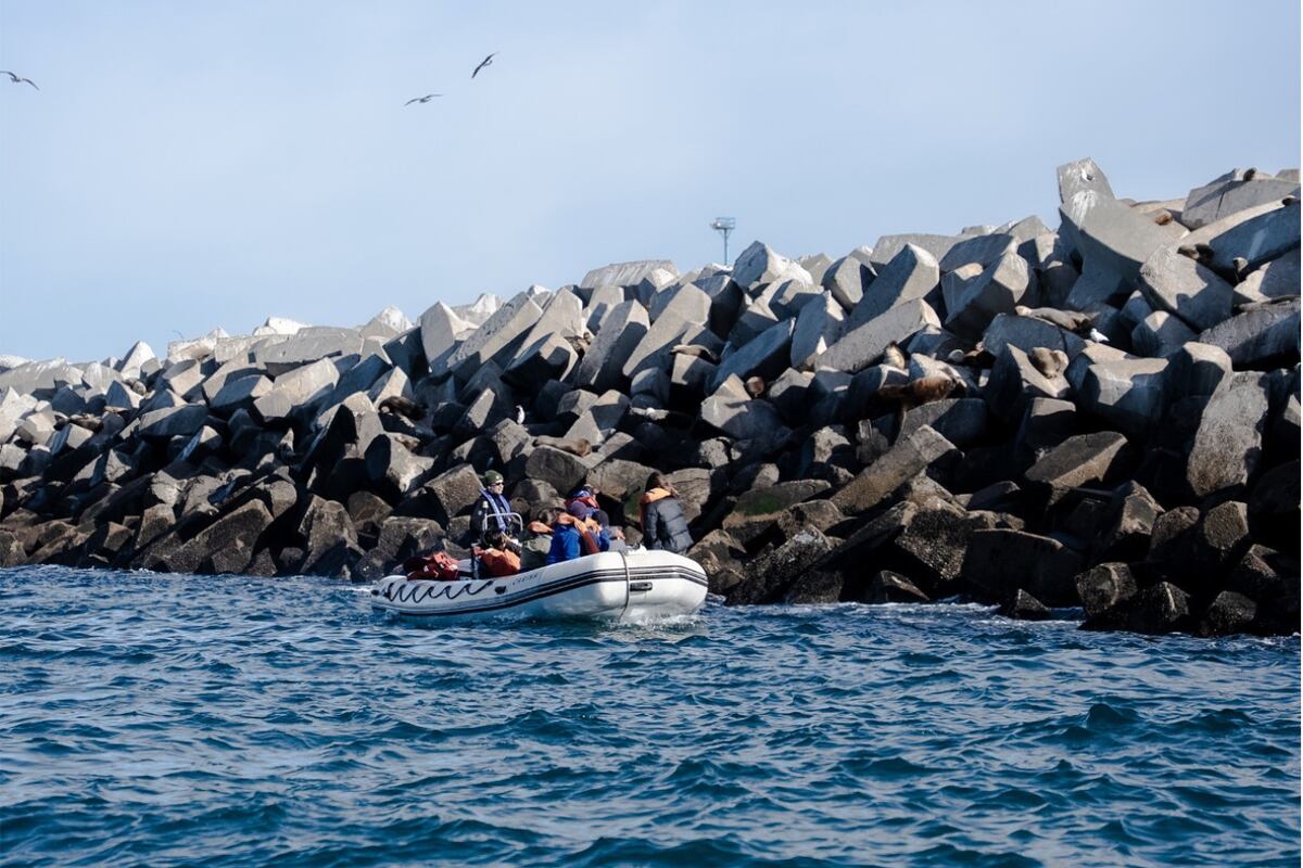 Paseo náutico “Comodoro desde el mar”. Una experiencia para descubrir la costa patagónica desde otra perspectiva y observar la fauna marina en su entorno natural.