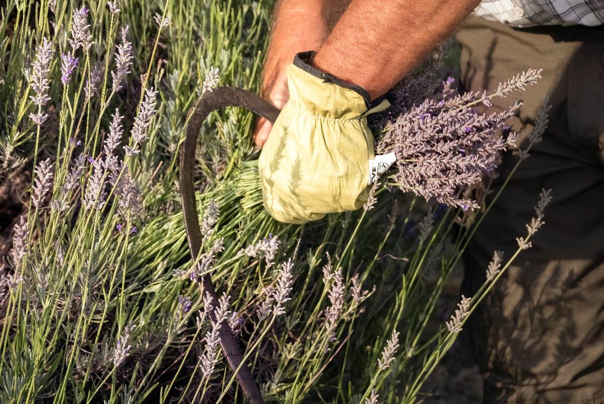 En enero de 2023 se realizará la sexta edición de La Fiesta de la Cosecha de Lavanda en Calmayo. (Foto: Cecilia Vallejo)