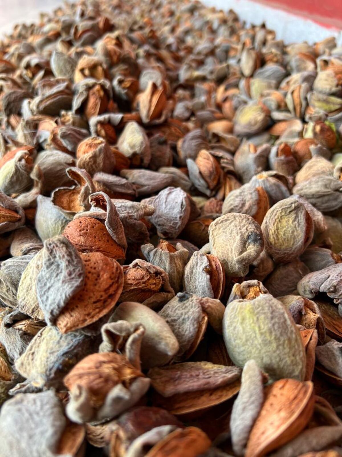 MODELO SUSTENTABLE. La producción de almendras en Villa del Totoral, a cargo de la empresa AlmendrAR. (Gentileza AlmendrAR)