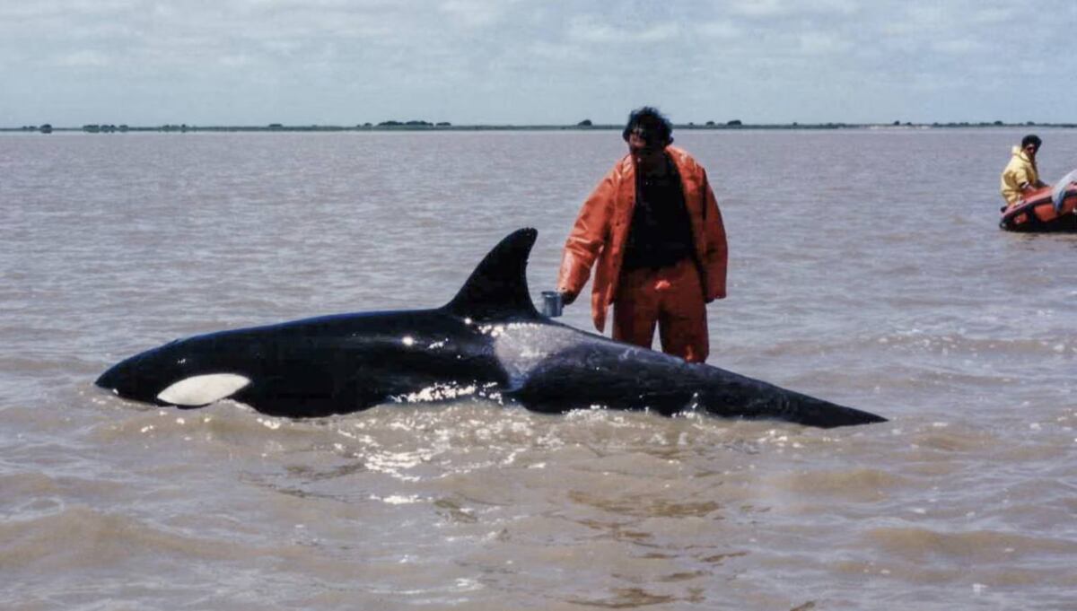 Rescatista intenta mantener mojada a Kshamenk mientras llega más asistencia. Año 1992. (Foto: gentileza Mundo Marino)