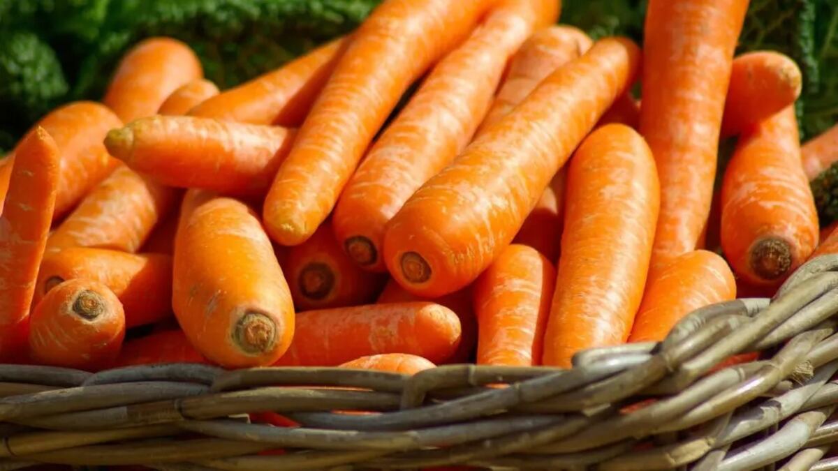 Zanahoria: el alimento económico que cuida la vista, el cerebro y ayuda a controlar el peso