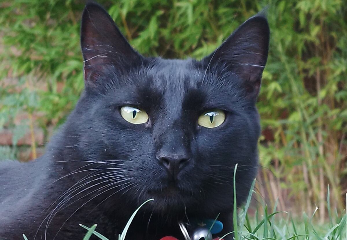 "Negrito", el gato que desapareció en Neuquén y fue encontrado en Córdoba. (Foto: Gentileza)