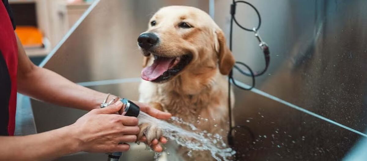 Cada cuánto conviene bañar a tu perro según los expertos