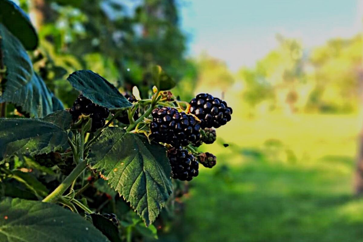 Blackberries cultivadas en el Jardín de Monsalvo. (Foto: Melina Noel Mansilla)