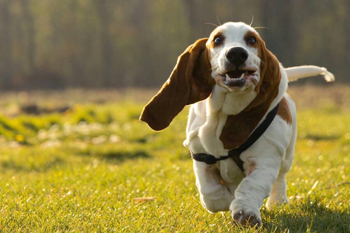 El Basset Hound es paciente, afectuoso y se adapta sin problemas a la vida de interior. (Unsplash)