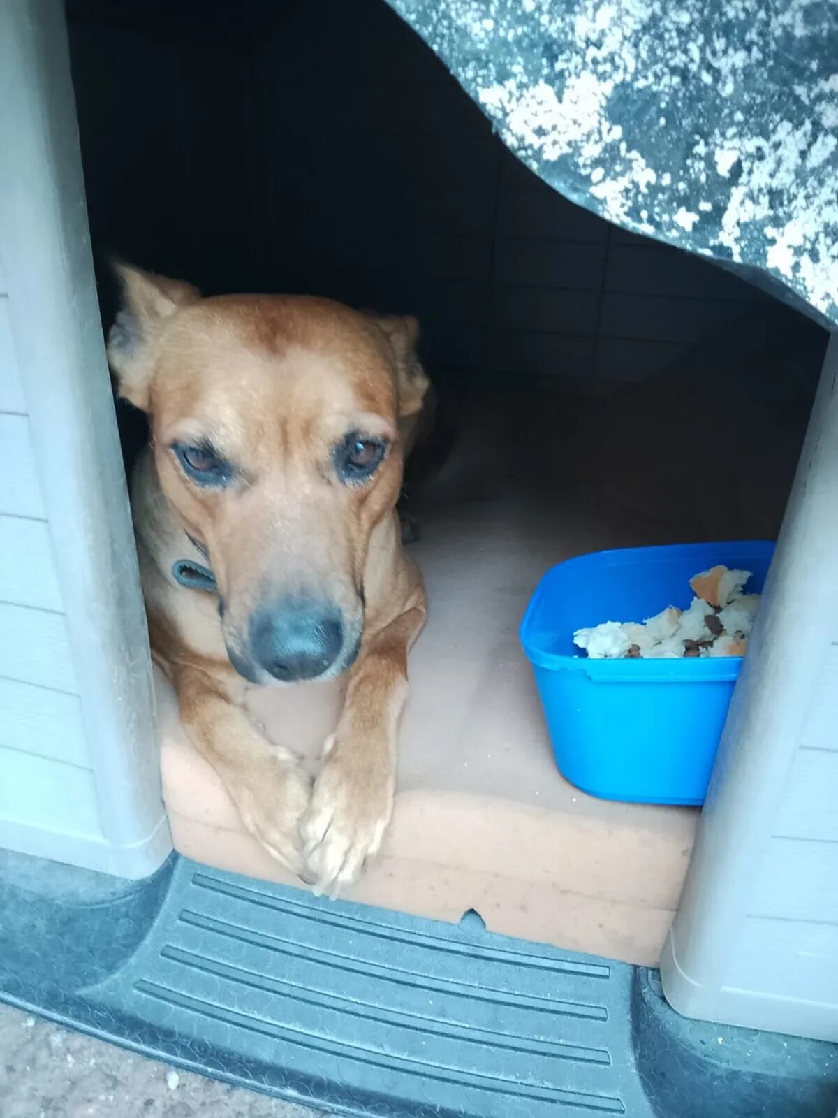 María del Carmen Navarro ayudó a Juan, quien estaba en situación de calle y murió en Mendoza. Cumplió su promesa y consiguió una familia para su perro, Sultán. Sultán, mientras pasó unos días en casa de María.