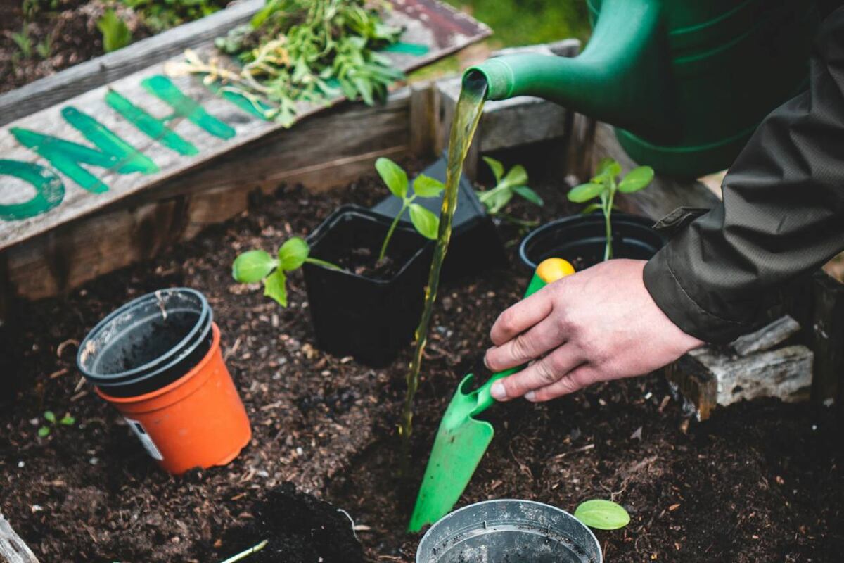 Cómo mantener las plantas en otoño y preparar el jardín para el invierno 