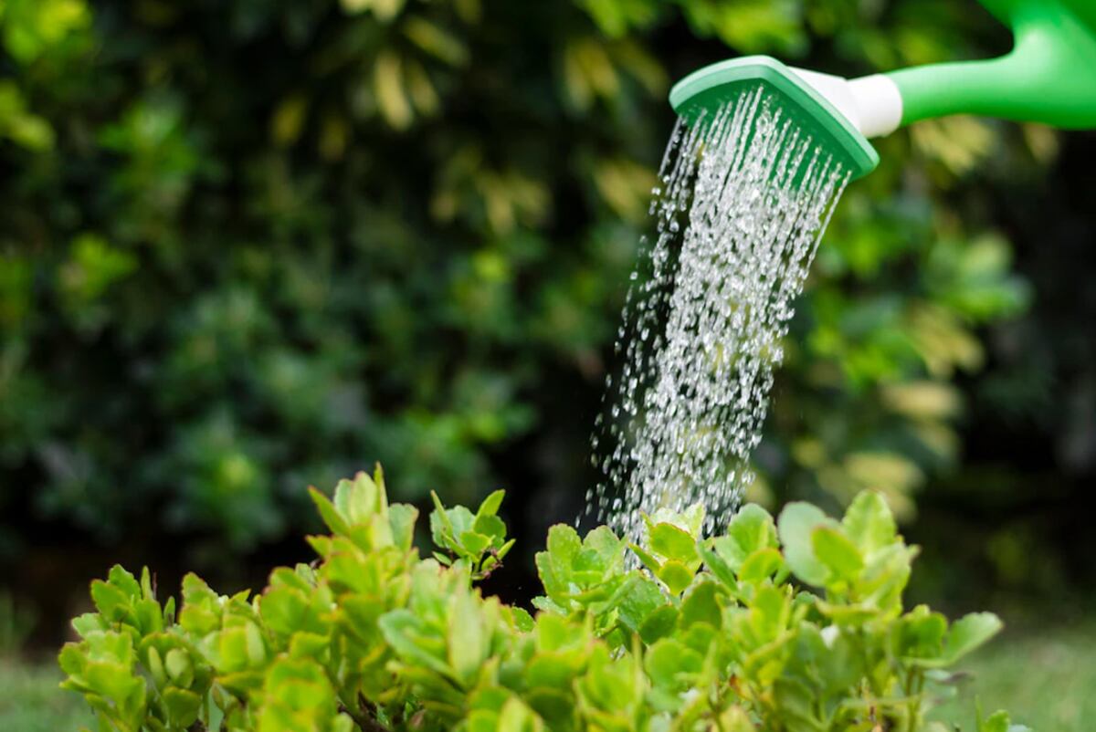 El momento ideal del día para hidratar a las plantas del hogar o la oficina es entre las 10 y las 12 horas. Foto: Freepik / Aguas Cordobesas