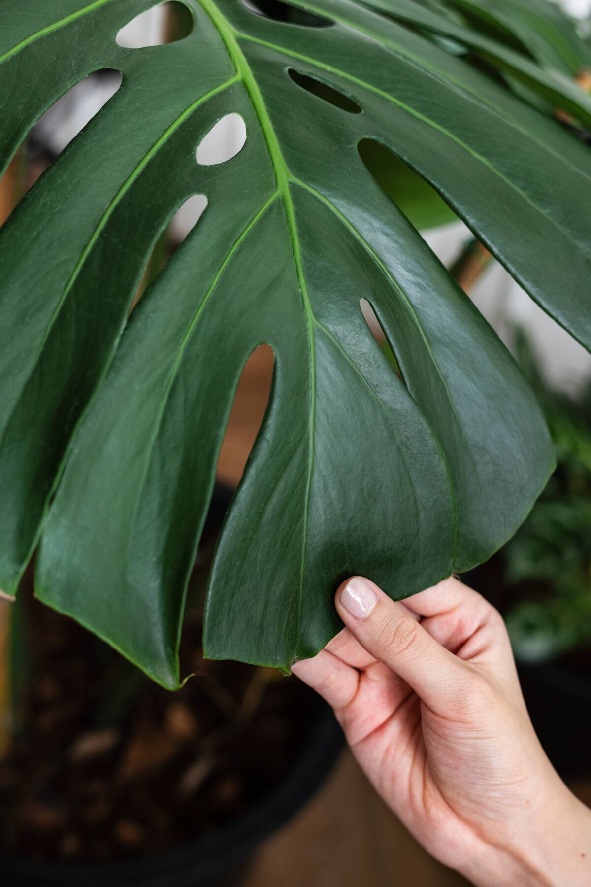 La oreja de elefante es una planta con flores originaria del este y sudeste de Asia. En Manipur, el nombre local es Hoomu. (Freepik)