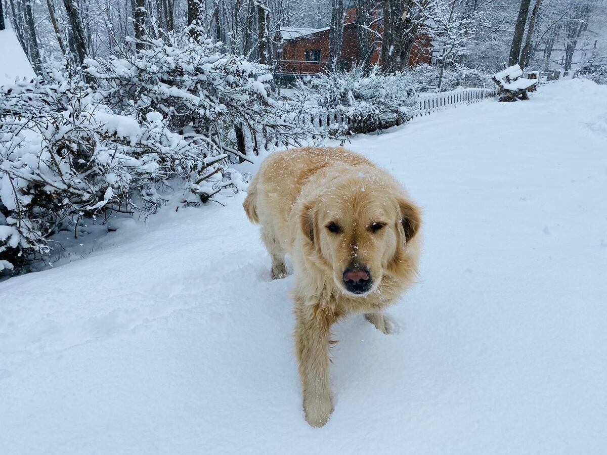 Postales de la última nevada en Ushuaia. (Gentileza Guillermo Worman)