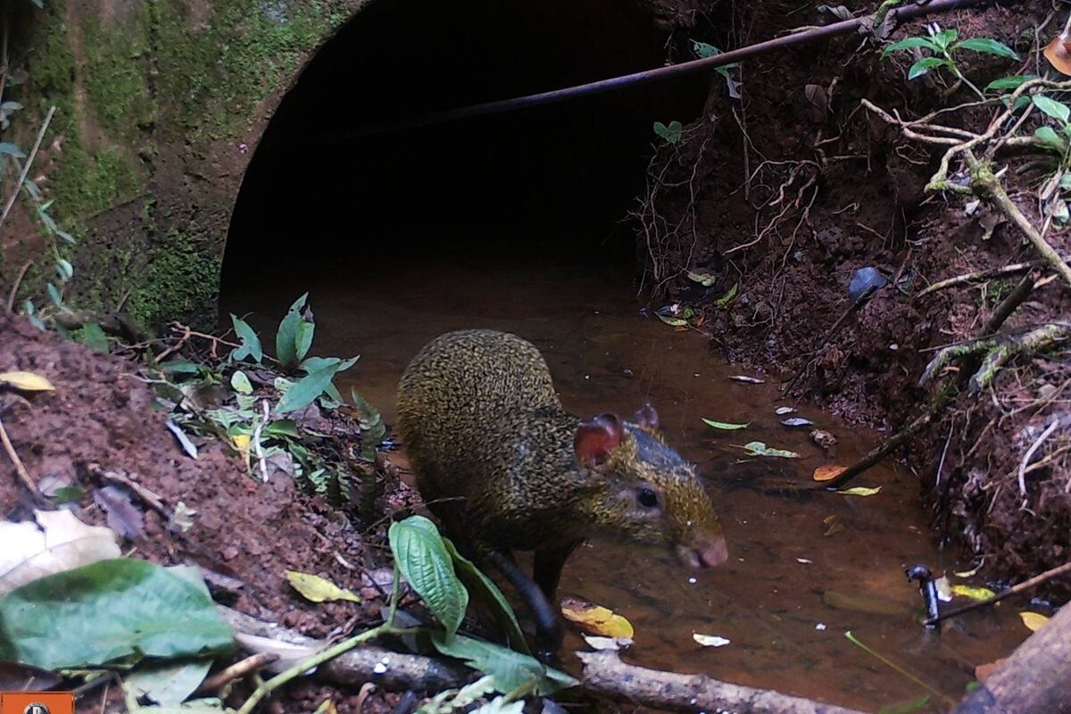 Cámaras trampas en Misiones. (APN/IBS/FVSA/CEIBA)