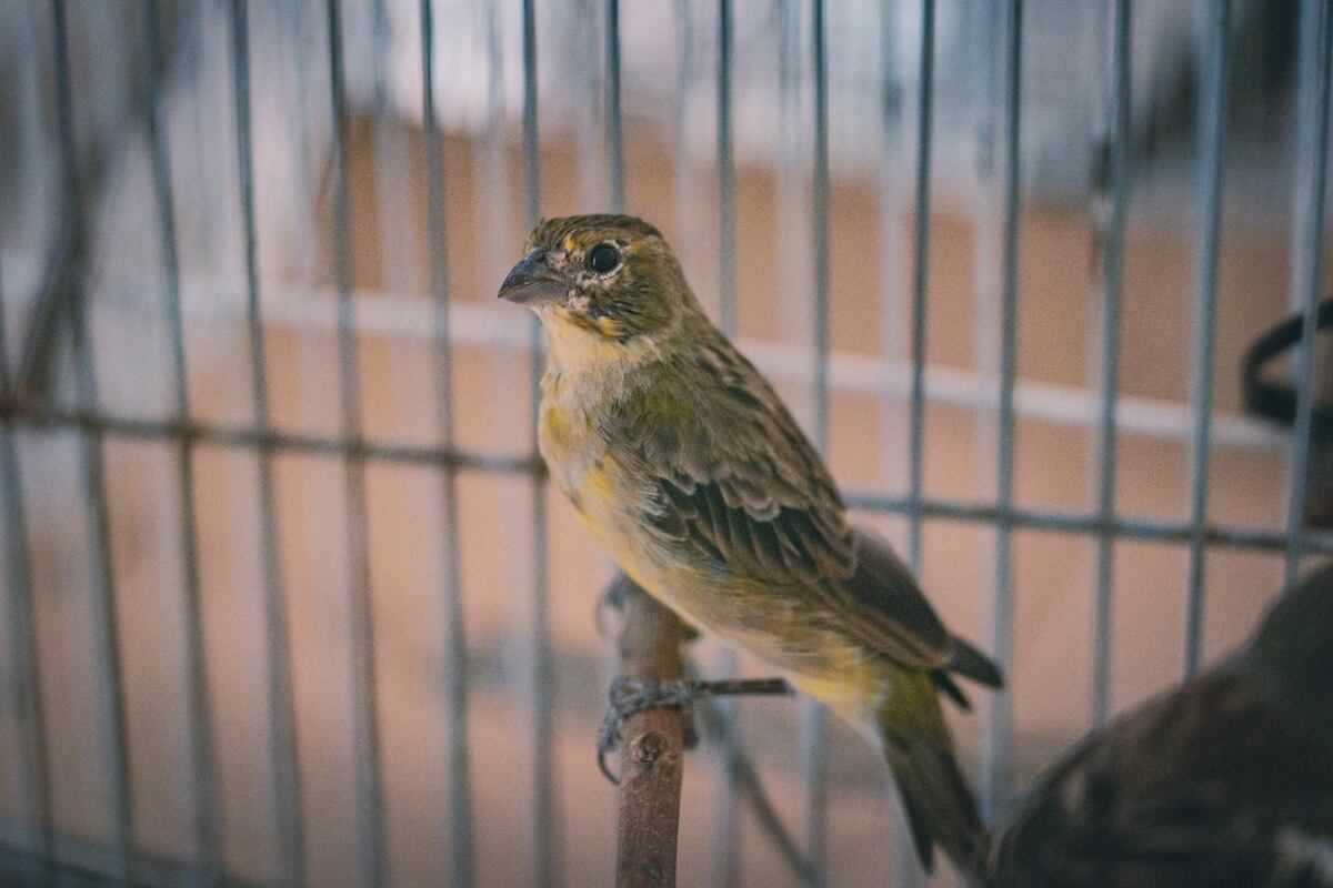 Luego de ser rehabilitadas, 16 aves retornaron a su hábitat natural. (Municipalidad de Córdoba)