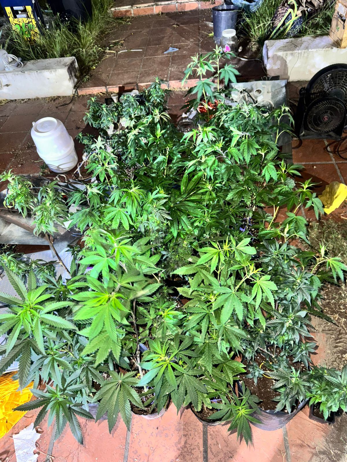 Operativo. En el lugar había 69 plantas de cannabis y 54 bolsas con picadura de marihuana. (Policía de Córdoba)