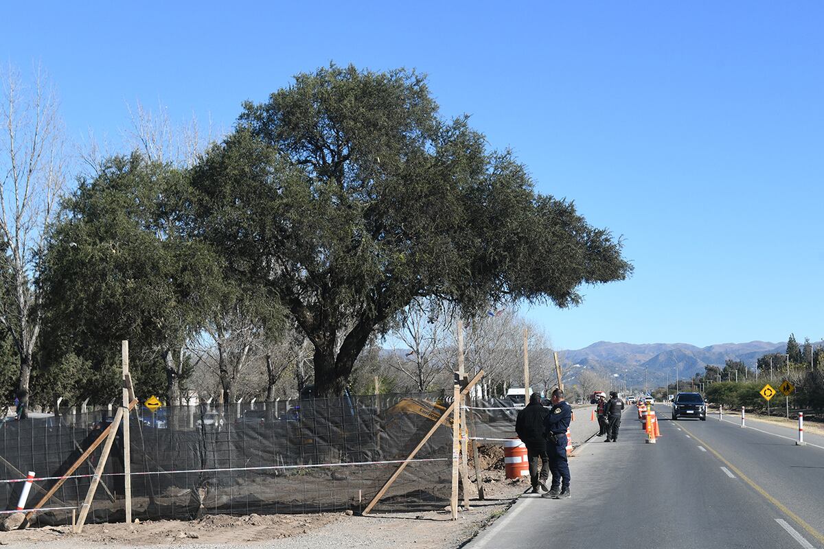Obras en marcha para remover el viejo quebracho de la Av. Luchesse. (Ramiro Pereyra / La Voz)