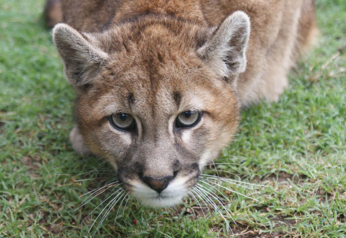 Pumakawa se dedica a recuperar fauna silvestre y a restaurar el monte nativo.(Foto: Facebook Pumakawa)