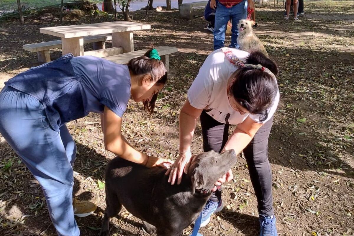 El municipio de Tanti realiza vacunaciones, castraciones y registro de animales como medidas preventivas. (Municipalidad de Tanti)