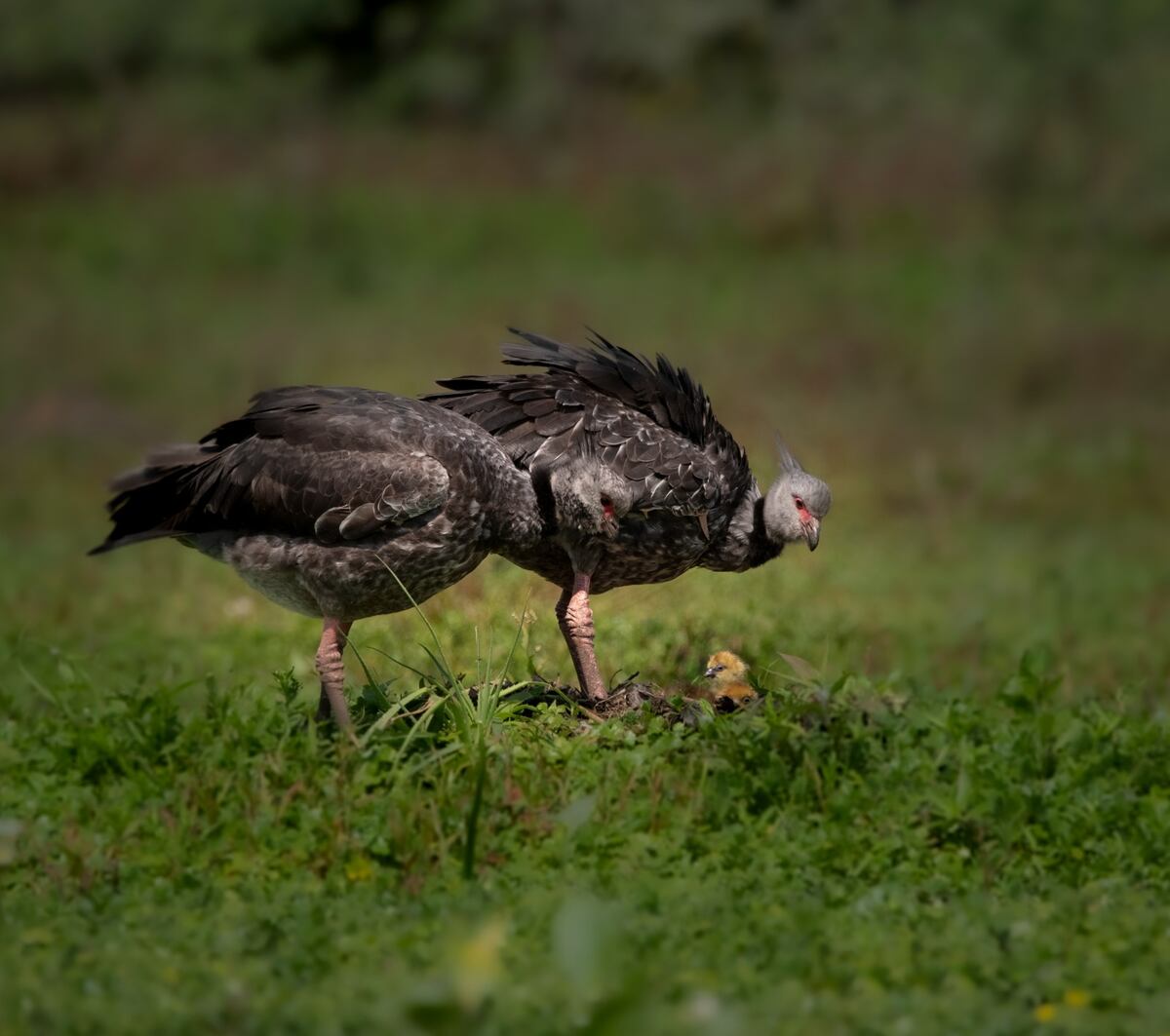 La pareja de chajás, vigilando al recién nacido. (Guillermo Galliano)