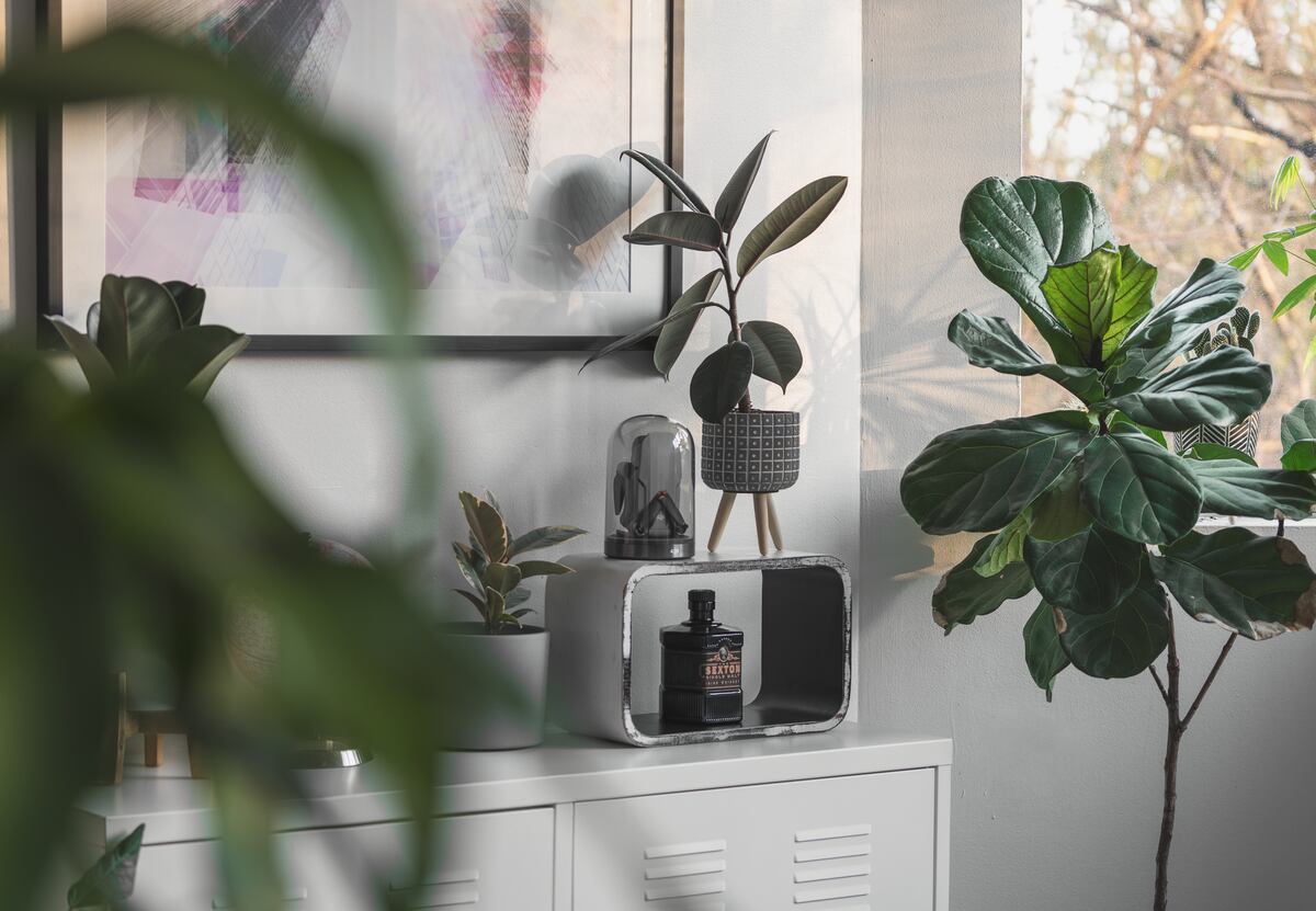 Cómo colocar las plantas en el hogar según el Feng Shui.