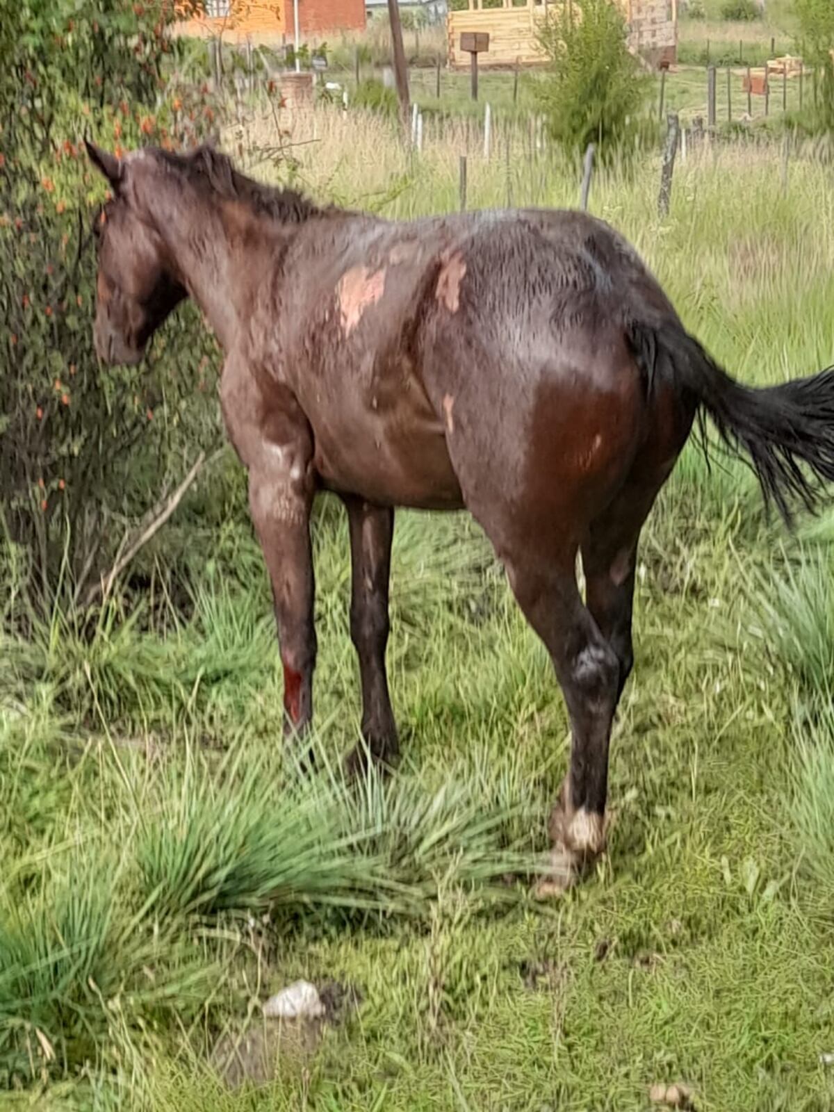 El animal fue rescatado en buen estado de salud