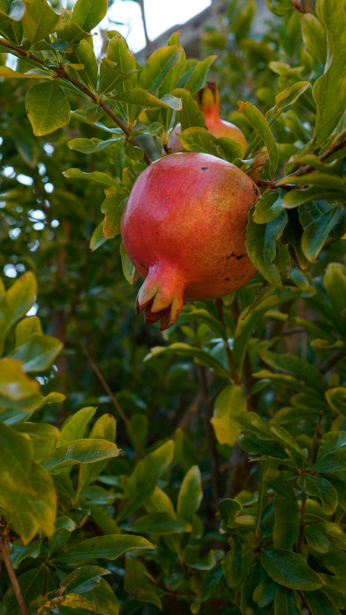 El árbol perfecto para casas pequeñas: da frutos, tiene raíces poco invasivas y casi no necesita cuidados. (Unsplash)