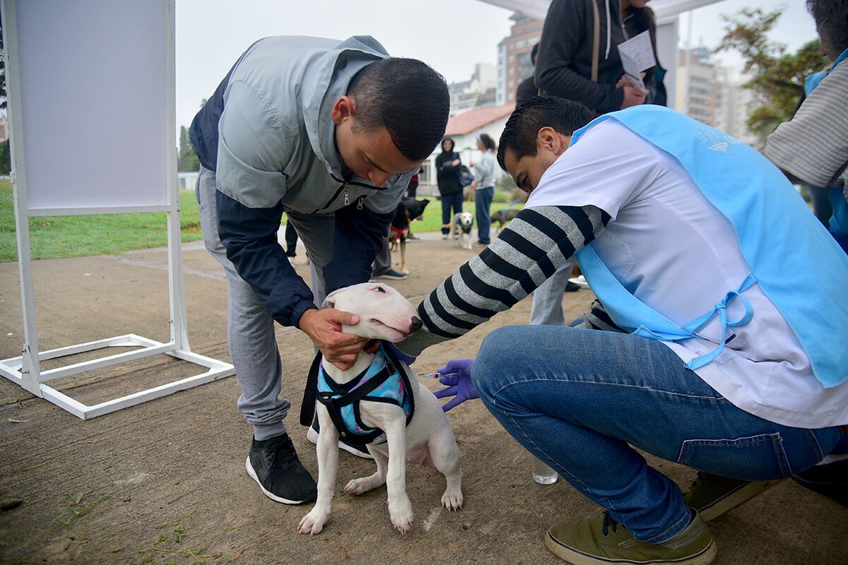 Córdoba. Llevan adelante la campaña gratuita de vacunación y desparasitación para perros y gatos en el Parque de las Tejas. (Pedro Castillo / La Voz)