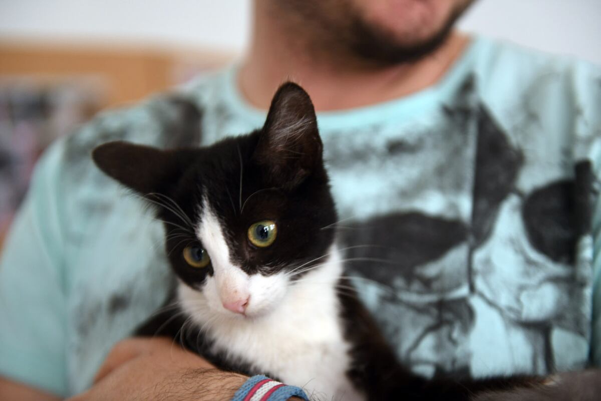 El alimento balanceado para gatos en calidad premium, tiene un valor desde los $ 23.000 hasta los $ 40.000. (La Voz / Archivo)
