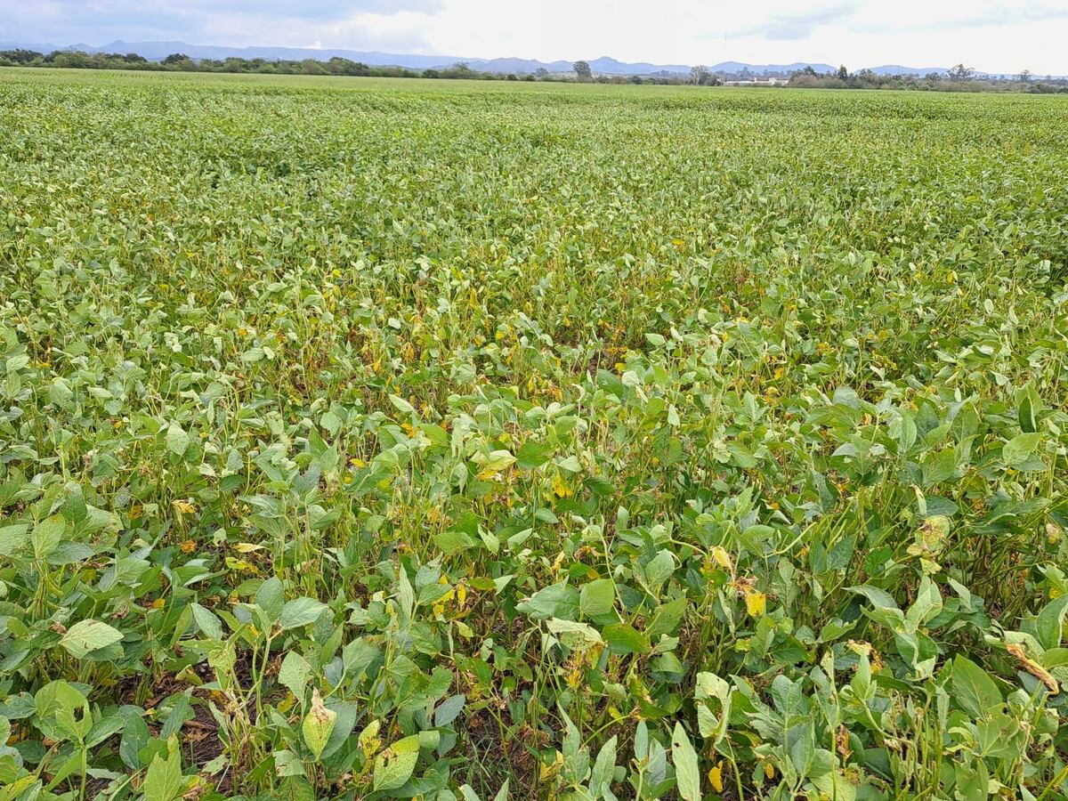 Sequía campo cultivos Córdoba