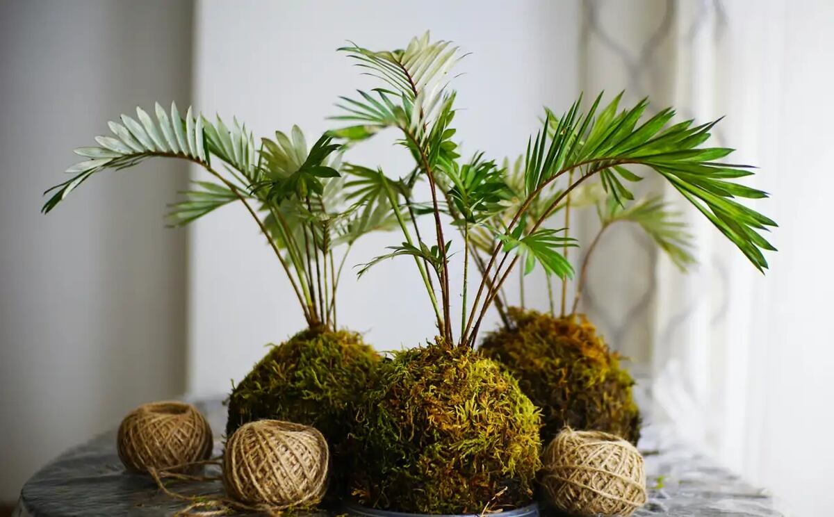 Kokedamas: el paso a paso para crear plantas artesanales sin macetas en solo 15 minutos