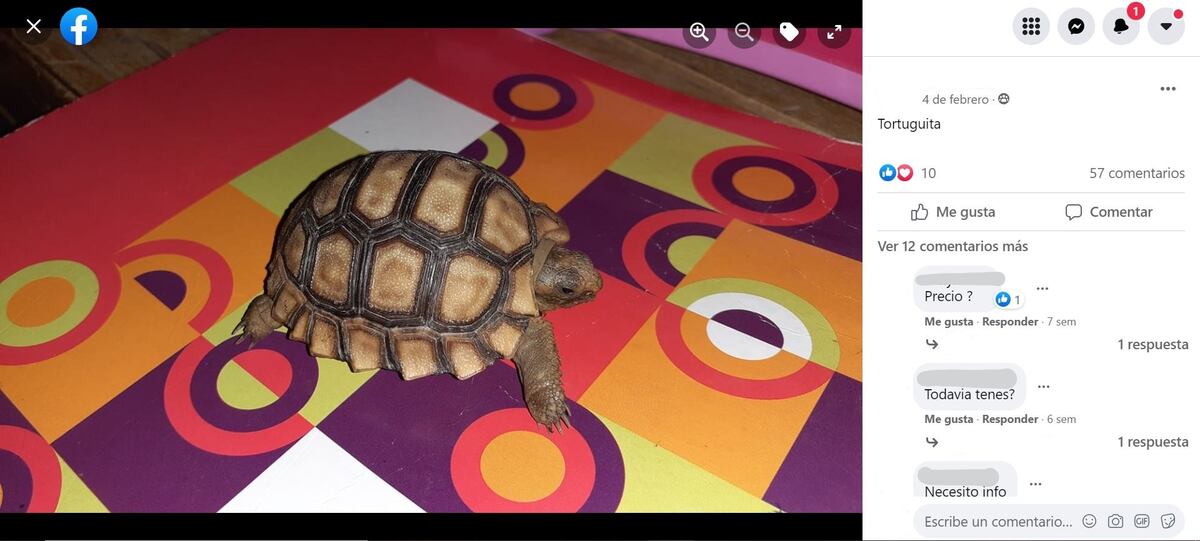Las tortugas terrestres son alguna de las especies que más se trafican en Argentina. (Captura / La Voz)