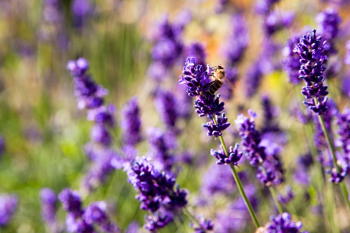 Lavanda: su aroma característico repele parásitos. (Freepik)