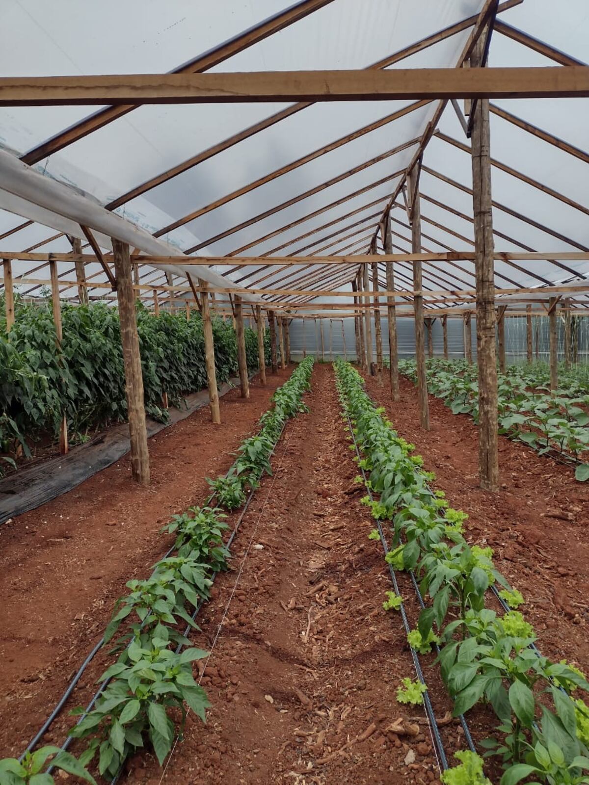 En la rotación de cultivos se alternan plantas de diferentes familias y con necesidades nutritivas diferentes en un mismo lugar durante distintos ciclos. (Casafe)