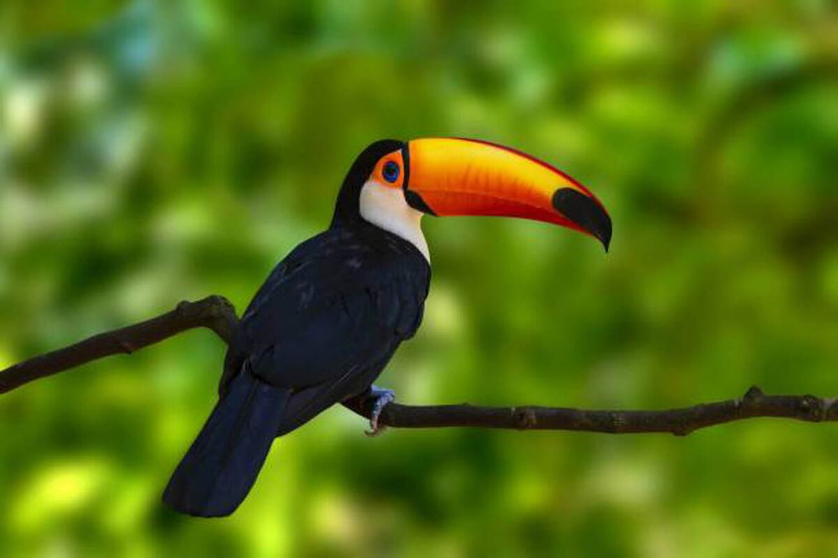 Avistamiento de Aves y toda la naturaleza para disfrutar.