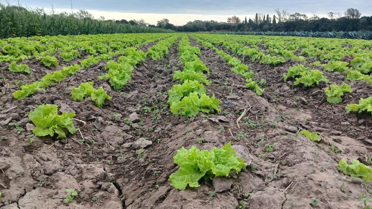 CINTURÓN VERDE. En Río Cuarto, la producción hortícola se desarrolla en un área de 450 hectáreas que se comercializa en un mercado de abasto local. (Gentileza Mercado de Abasto de Río Cuarto)