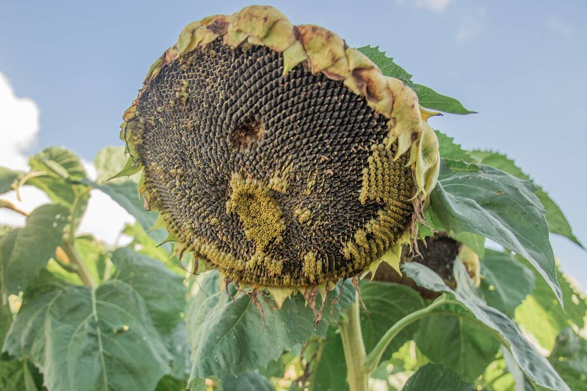 FLORECE. La demanda internacional impulsa la demanda de girasol argentino, que registra récord de industrialización. (La Voz)