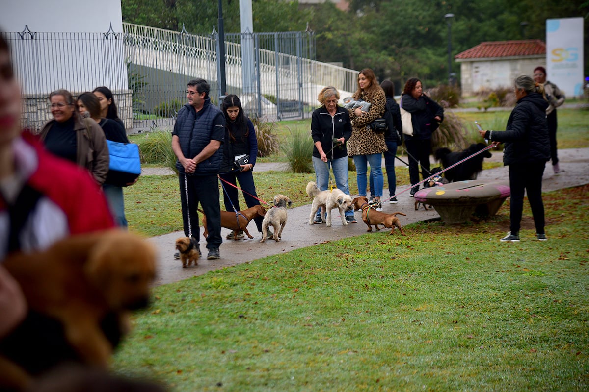 Córdoba. Llevan adelante la campaña gratuita de vacunación y desparasitación para perros y gatos en el Parque de las Tejas. (Pedro Castillo / La Voz)