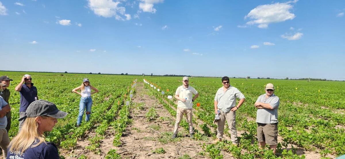 GRUPO RÍO SECO. Con el objetivo de generar información en la región, 14 empresas agropecuarias conforman una alianza con metodología propia. Sus resultados agronómicos en 20 años. (Gentileza GRS)