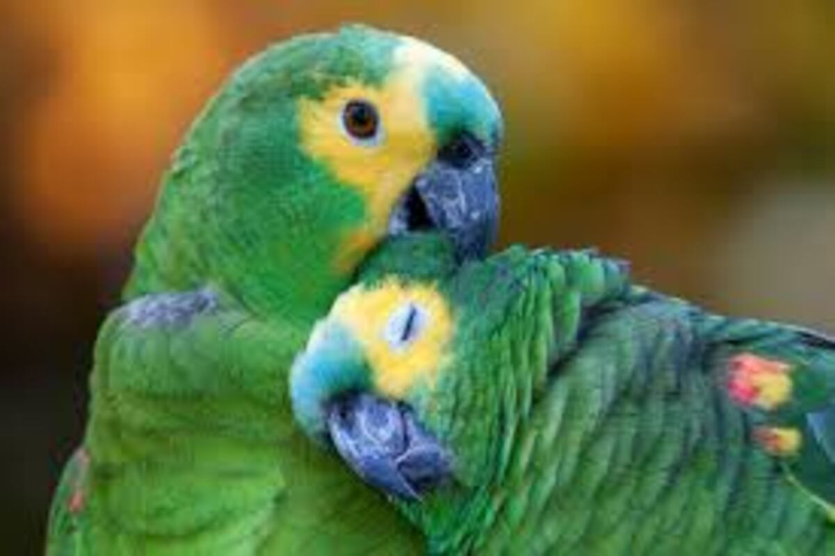 Biodiversidad. El Parque Nacional Estancia Pinas alberga a una de las pocas poblaciones de loros habladores de Córdoba. (Aves Argentinas)
