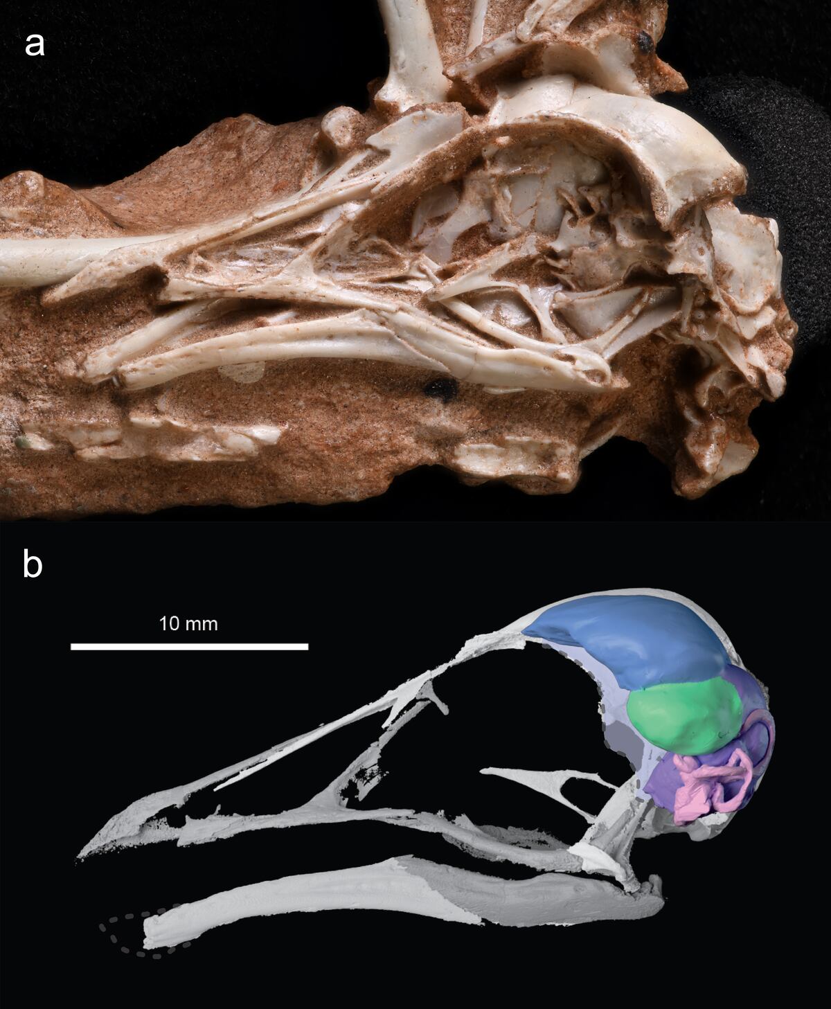 Navaornis hestiae, un ave enantiornite del Cretácico Superior de Brasil. Cráneo fósil (a) y su reconstrucción en tres dimensiones (b), incluyendo el molde del cerebro. (Equipo de investigación)